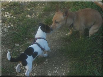 Nicht mal in Ruhe Kacken kann man!